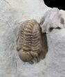 Small Kainops Trilobite With Brachiopod & Coral - Oklahoma #42852-1
